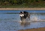 SIBERIAN HUSKY 661